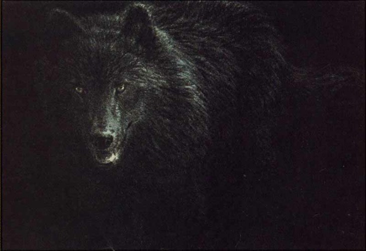 Seerey-Lester-blackwolf