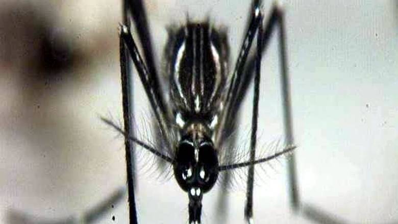 mosquito-EPA