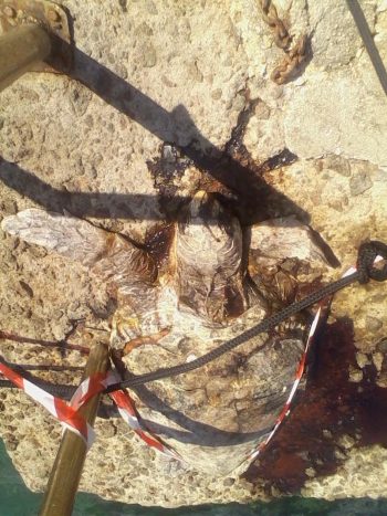 χελωνα νεκρη στην Περδικα