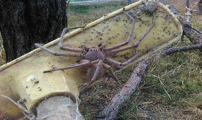 Αποτέλεσμα εικόνας για Η μεγαλύτερη αράχνη στον κόσμο φωτογραφήθηκε σε φάρμα στην Αυστραλία
