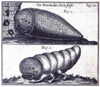 shamir-worm