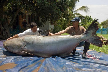 Largest fish caught fishing Photoshop Picture