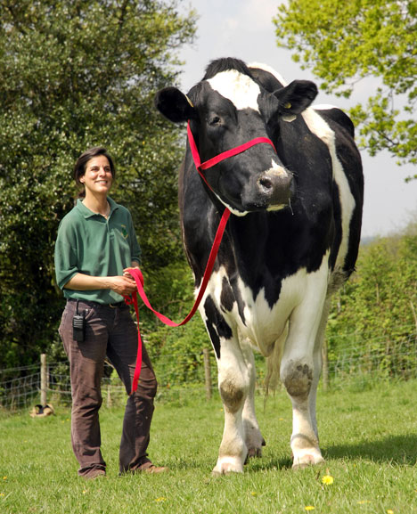 Largest cow Photoshop Picture