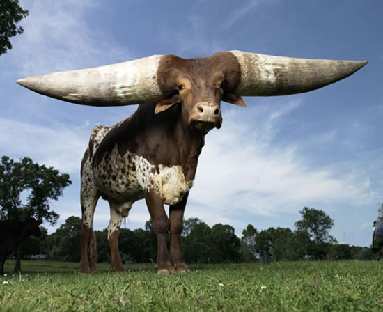 Largest horns Photoshop Picture