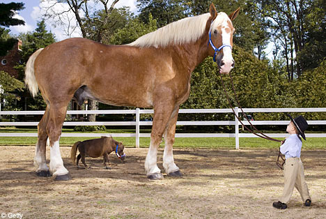 Largest horse Photoshop Picture