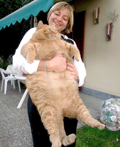 Largest cat Photoshop Picture
