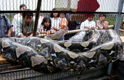 Largest Snake Photoshop Picture