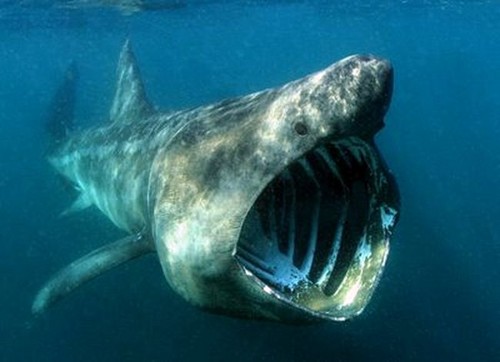 Largest Basking Shark Photoshop Picture