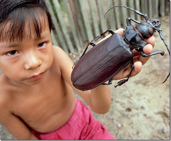 Largest Insect Photoshop Picture