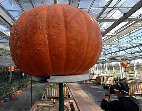Largest pumpkin Photoshop Picture