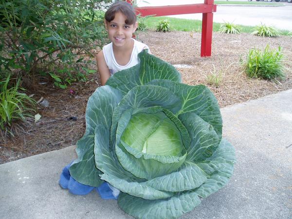 Largest cabbage Photoshop Picture
