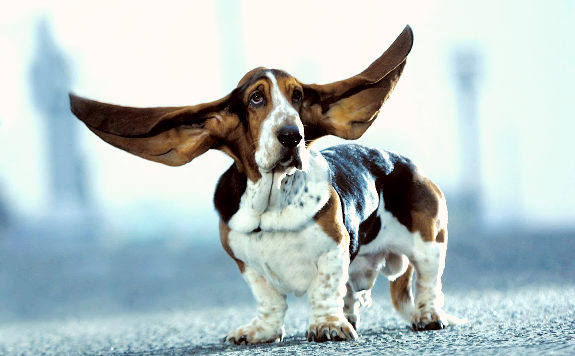 Largest dog ears Photoshop Picture