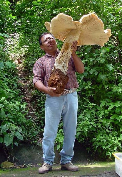 Largest mushroom Photoshop Picture