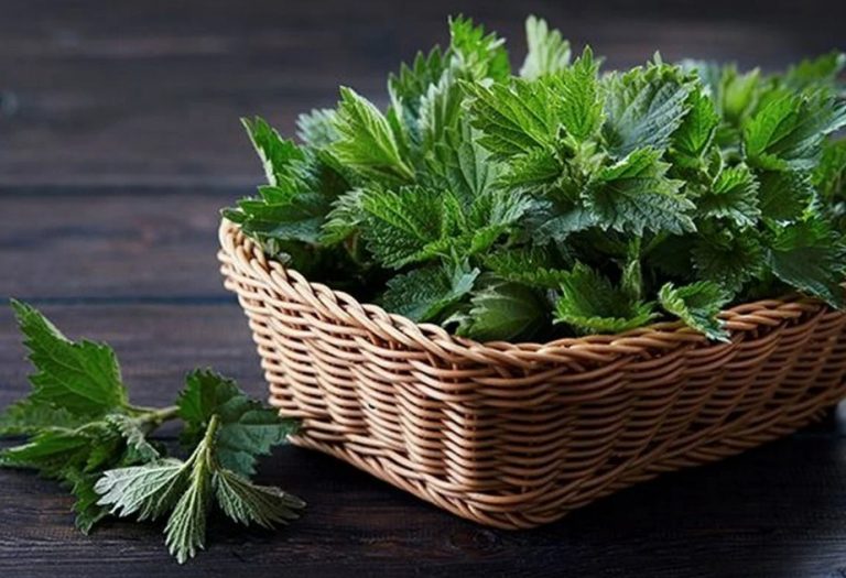 Τσουκνίδα η θεραπευτική AΠO TO ΦAΡMAKEIO THΣ… ΦΥΣΗΣ