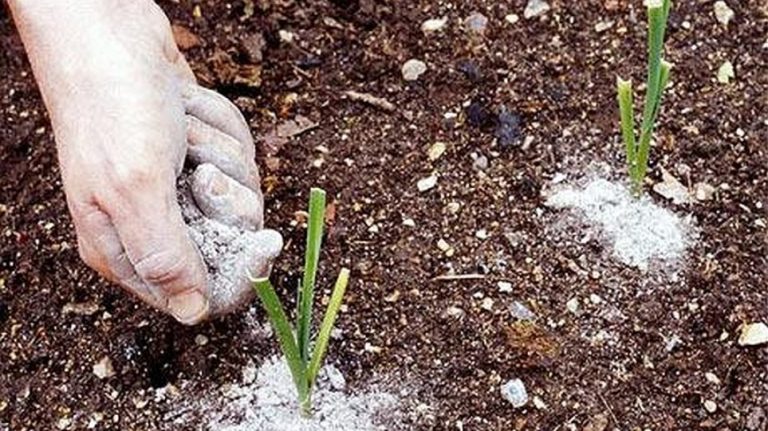 Η Στάχτη και οι χρήσεις της !