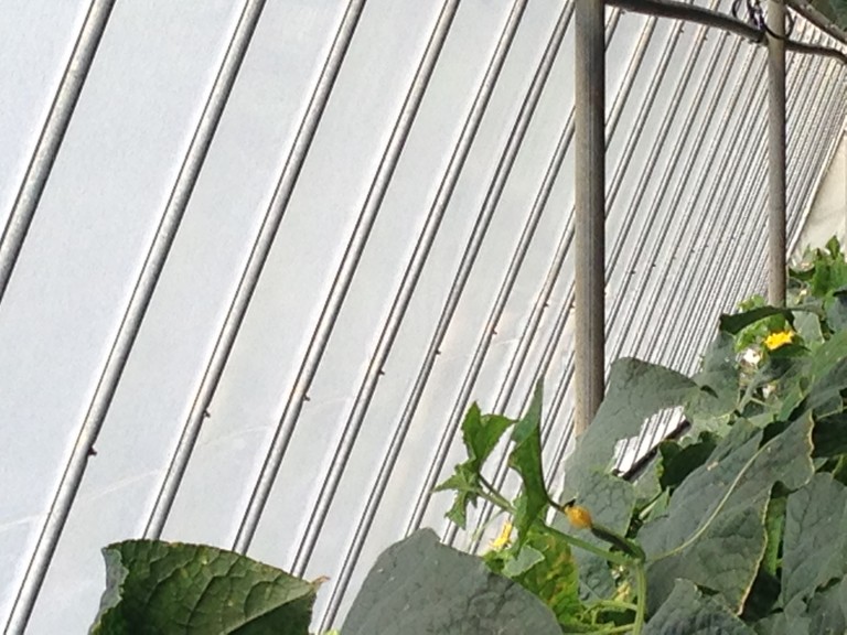 Μετατρέπουν τους αγρότες σε κολίγους στην ίδια τους τη γη