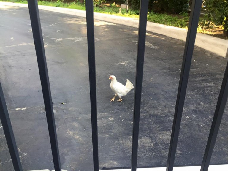 Πέταξαν κότα στο Μέγαρο Μαξίμου