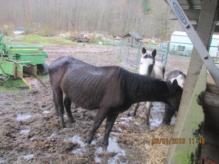 15 horses taken from their owners after horse found dead on Clatskanie property