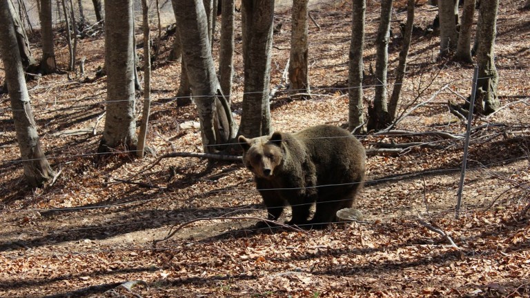 Τελεφερίκ , λάβα και αρκούδες !