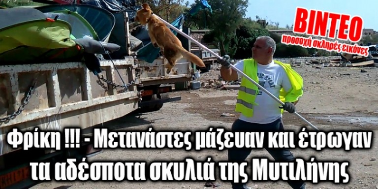 Φρίκη !– Μετανάστες μάζευαν και έτρωγαν τα αδέσποτα σκυλιά της Μυτιλήνης