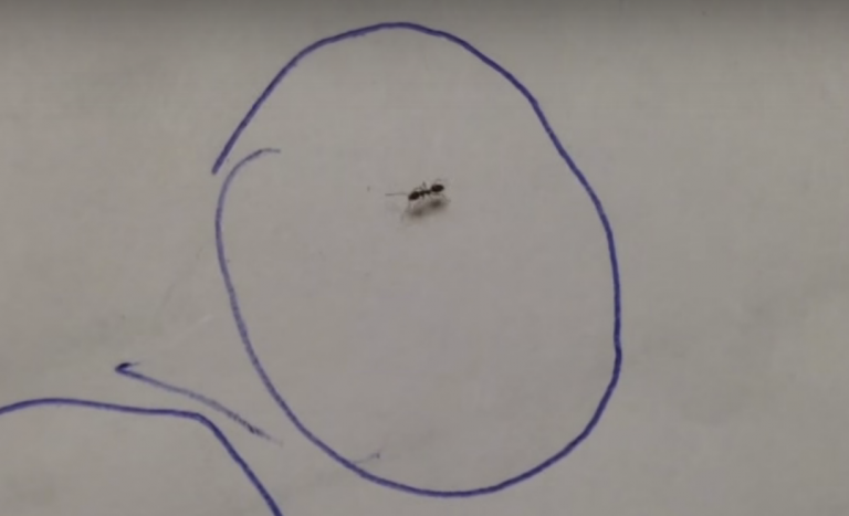 Βλέπεις τη φυλακή σου μέσω αυτού του μυρμηγκιού;