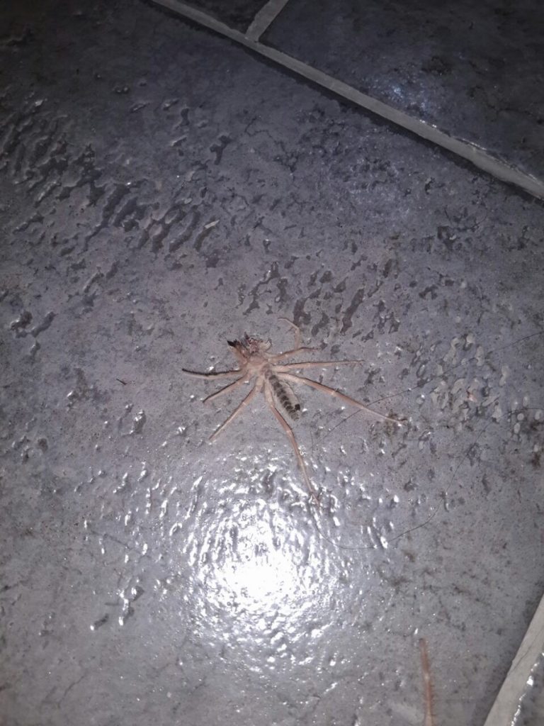 Αράχνη- Δολοφόνος Στο Αιγιο! Χωριο Πουντα !!ΠΡΟΣΟΧΗ ΤΕΡΑΣΤΙΟΣ ΚΙΝΔΥΝΟΣ!!!