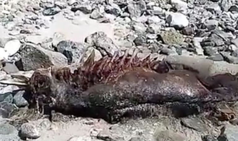 Περίεργο ανθρωπόμορφο πλάσμα με κέρατα και ουρά σε ακτή του Μεξικού (βίντεο)