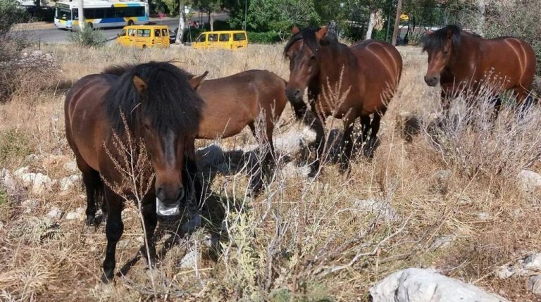 ΑΠΙΣΤΕΥΤΟ: Άγρια άλογα χωρίς τροφή περιφέρονται στον Κορυδαλλό…