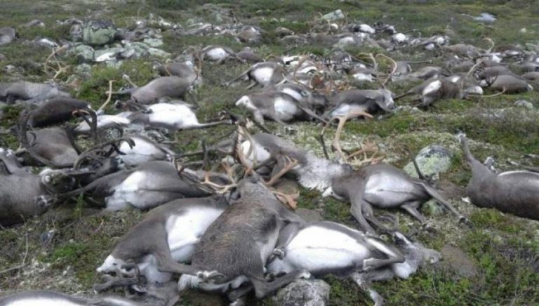 Δείτε τι βρήκε ένας δασοφύλακας σε εθνικό πάρκο της Νορβηγίας