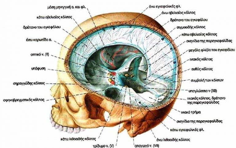 Υπόφυση Εγκεφάλου – Όλη η Αλήθεια. Σας ενδφιαφέρει