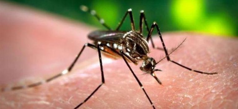 ΚΕΕΛΠΝΟ:  Πως μεταδίδεται η ελονοσία