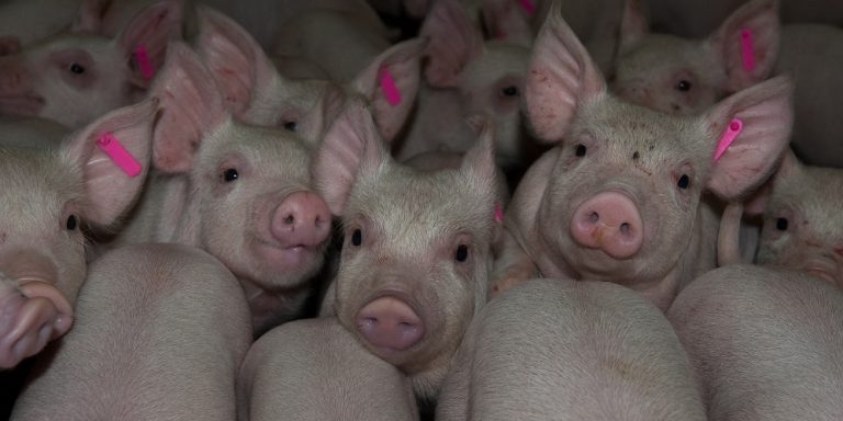 Ποιον φοβάστε;