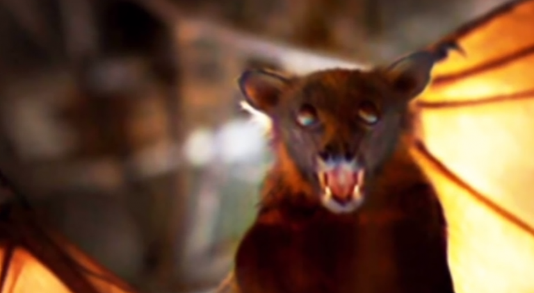 Εχει και ιπτάμενες αλεπούδες το νέο μπουντρούμι …..Χαρ Χαρ Χαρ…