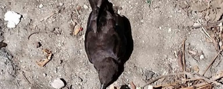 Δεκάδες νεκρά πουλιά στη Βοστώνη