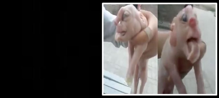 ΣΟΚ ΜΕ ΝΕΟ ΤΕΡΑΤΟΥΡΓΗΜΑ ΑΚΑΤΑΣΧΕΤΗΣ ΚΕΡΔΟΣΚΟΠΙΑΣ! Βίντεο