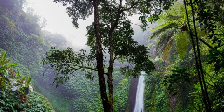 Μετακομίστε σε κάποια ξεχασμένη ζούγκλα της Αφρικής. Ανάλυση του «κόφτη».