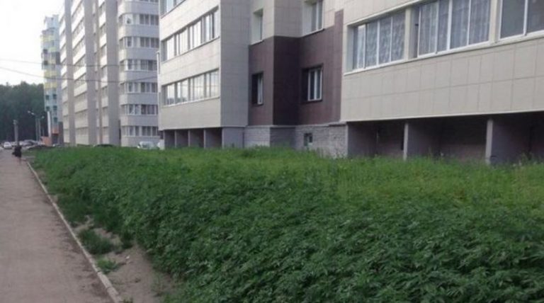 Αυτά δεν γίνονται: Αντί για γκαζόν ο δήμαρχος φύτεψε… κάνναβη