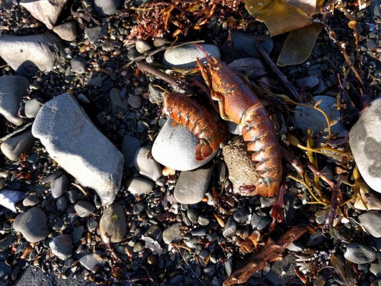 Κάτι περίεργο σκοτώνει θαλάσσια πλάσματα στον Καναδά!