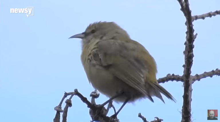 Τα ζώα πεθαίνουν ξαφνικά…. έχεις σκεφτεί γιατι;
