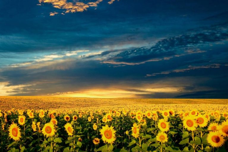 Ολέθρια Μονοκαλλιέργεια