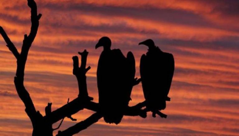 ΠΡΟΔΟΣΙΑ! ΣΥΜΒΑΙΝΕΙ ΤΩΡΑ!! ΘΑΝΑΤΟΣ…!!!