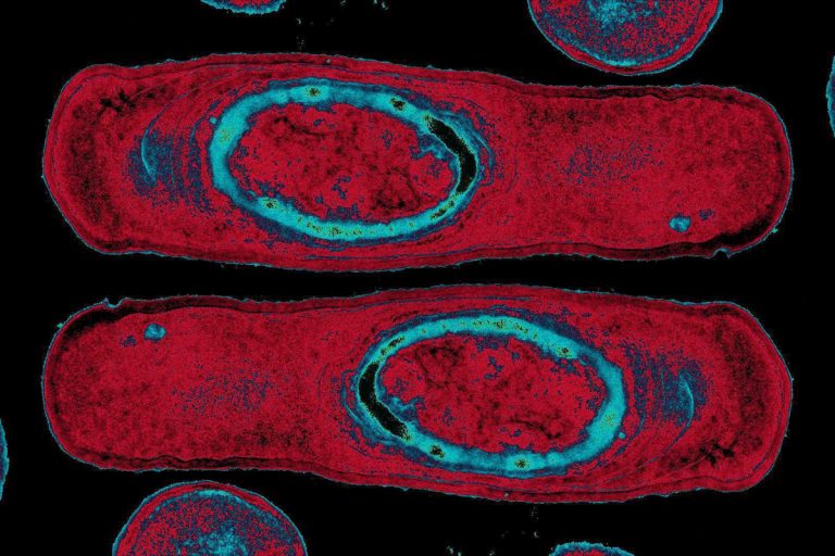 Βίλχλεμ Ράιχ: Βάκιλοι-Τ