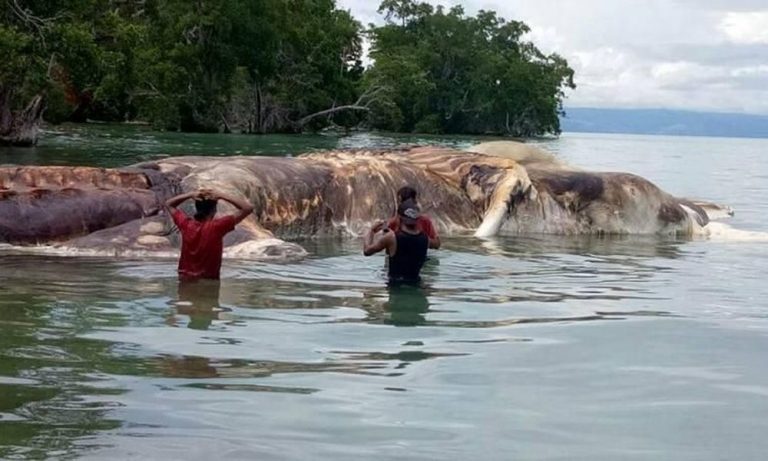 «Θαλάσσιο τέρας» ξεβράστηκε στις ακτές της Ινδονησίας (φωτο+βίντεο)
