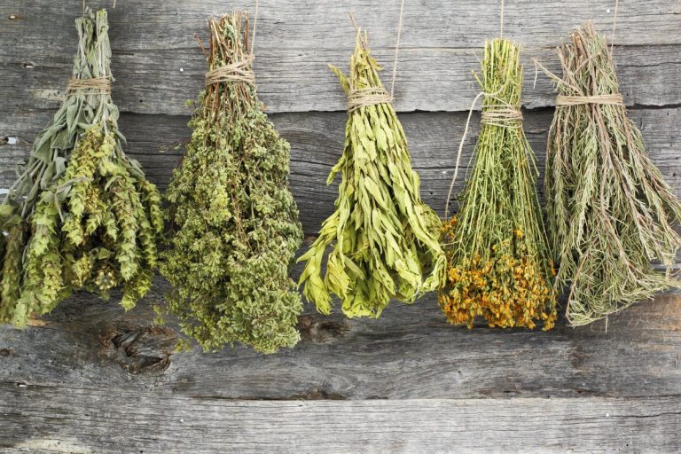 Codex Alimentarius:Απαγόρευσαν την συλλογή βοτάνων σε βουνά της Ελλάδας