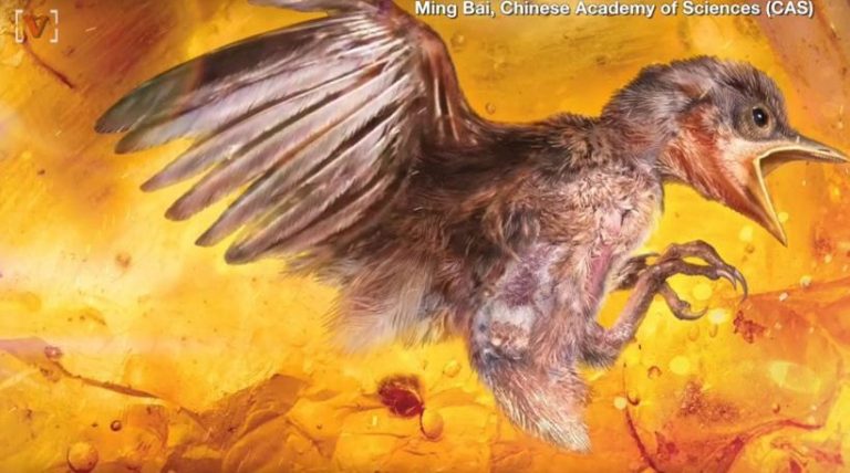 Εκπληκτική ανακάλυψη: Βρέθηκε αυτούσιο πτηνό 99 εκατ. ετών