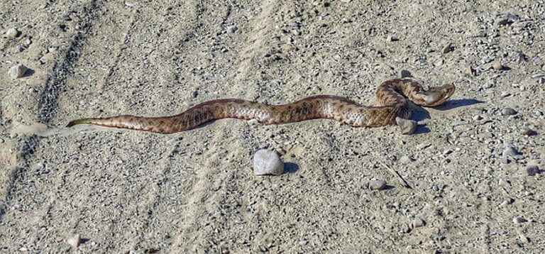 ΓΕΜΙΣΕ ΦΙΔΙΑ Η ΛΑΡΙΣΑ – Oι κάτοικοι έχουν τρομοκρατηθεί – Τι λέει η δημοτική αρχή και η θεωρία… συνωμοσίας