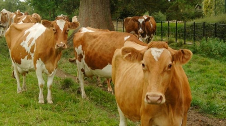 Πόσοι Αμερικανοί νομίζετε ότι πιστεύουν πώς το σοκολατούχο γάλα βγαίνει από τις… καφέ αγελάδες;