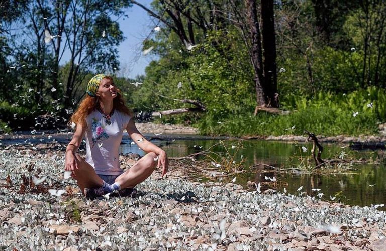 ΠΑΡΑΔΟΞΟ ΦΑΙΝΟΜΕΝΟ!!!ΣΥΜΒΑΙΝΕΙ ΤΩΡΑ!!!Εκατομμύρια πεταλούδες με μαύρες ραβδώσεις καταλαμβάνουν τη Σιβηρία!!!