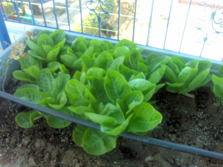 Θα απαγορεύονται μέχρι και οι μικροκαλλιέργειες λαχανικών! – Τι προωθείται αυτή τη στιγμή