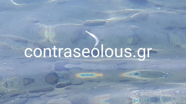 Πάτρα- Nέο Σοκ:Εκατοντάδες νεκρά ψάρια ξεβράστηκαν σε Καστελλόκαμπο-Δάφνες-Προάστιο-